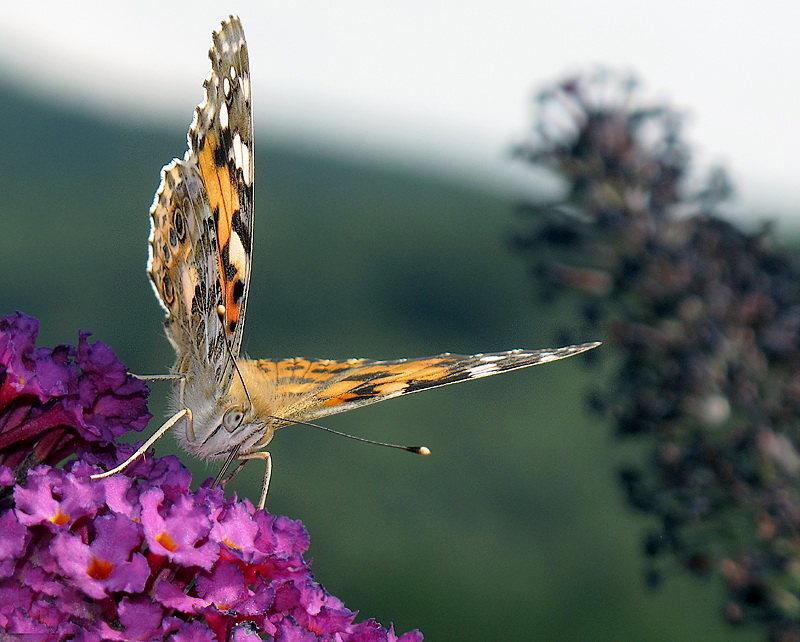 Tiere Makro Schmetterling IMG_3573 Kopie.jpg   26.04.jpg -                                